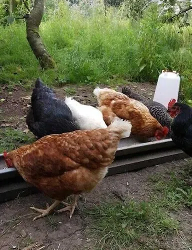 Ellie's Vakantiehuis Ardfert